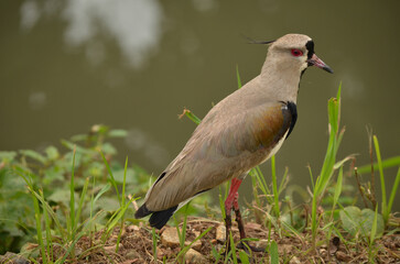 Bird vanellus beside the river