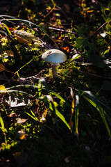 autumn forest - mushrooms, poisonous toadstool on moss