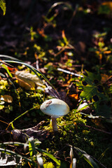 autumn forest - mushrooms, poisonous toadstool on moss