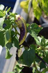 gelb-lila scharfe Paprika