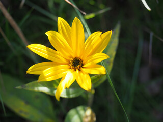 Fototapeta premium Jerusalem Artichoke, topinambur flowers - wild sunflower 