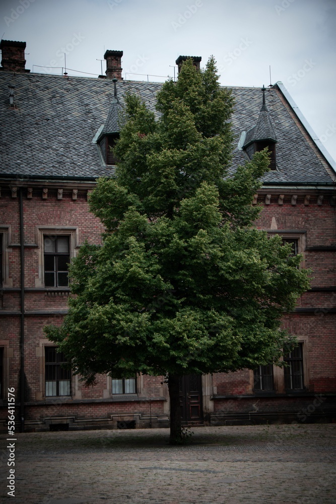 Wall mural vertical shot of a lonely tree against a red brick building