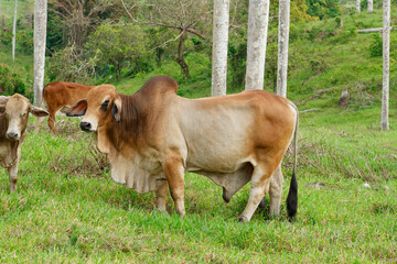Beautiful powerful bull sire in the pasture.