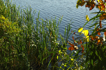 Green reeds on a background of blue water. Sunny autumn day. Indian summer. Selective focus.