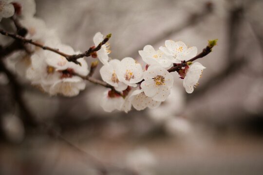 Branch of a blossoming apricot, closeup shot