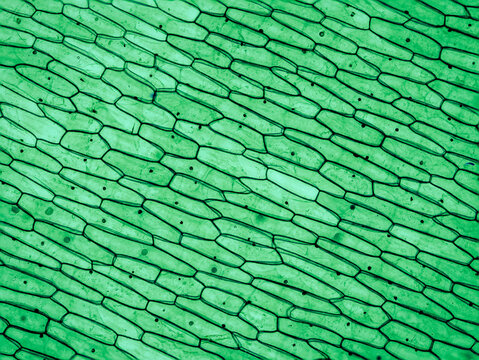 Cell 2024 wall picture