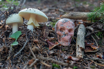 False Death Cap . Amanita Citrina . Gelber Knollenblätterpilz