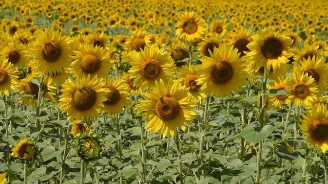 Natural background with sunflowers in the field