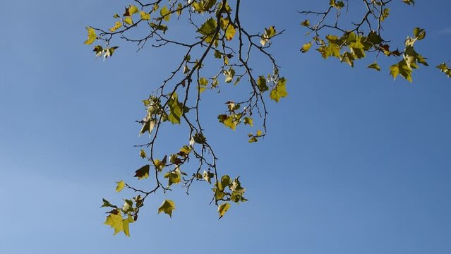 Nature background with branches and leaves of London plane
