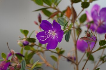 Closeup of delicate purple lasiandra flowers