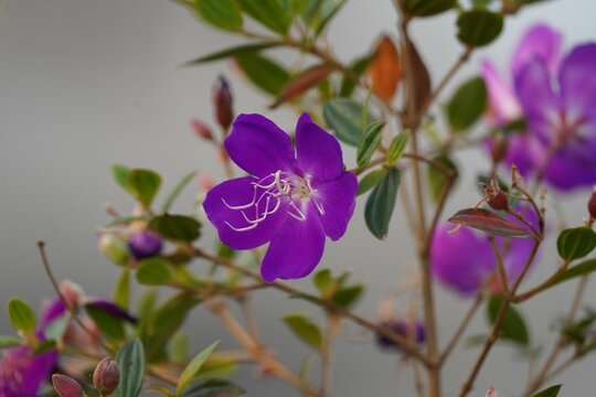 Closeup of delicate purple lasiandra flowers