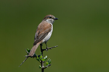 Red-backed Shrike - female // Neuntöter - Weibchen (Lanius collurio)