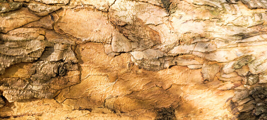 rustic old wooden log with texture