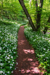 Spring blooming beech forest with beautiful white wild garlic, wild onions (Allium ursinum), garlic flower edible and healthy, Mecsek  middle mountains - 536416151