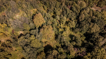 The beginning of autumn in a small forest from above