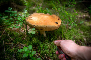 Hand holding two aspen boletus mushrooms in autumn forest