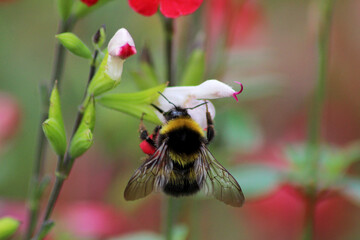 Bee on a Pink Plant