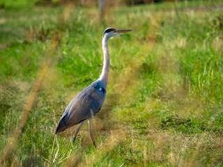 Graureiher auf grüner Wiese
