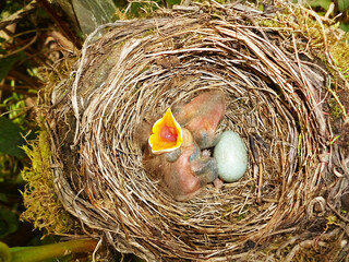 One egg and two hatched blackbird chicks.