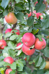 red apples hang on a tree branch with green leaves