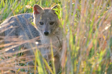 Fototapeta premium Pampas fox - Lycalopex gymnocercus - also known as grey pampean fox in grasslands at Ibera National Park, Argentina