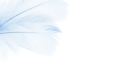 Fototapeta na wymiar Blue feathers in a corner on white background