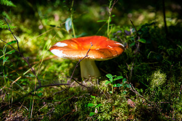 Close up of fresh golden chanterelles in moss wood dirt in forest vegetation. Group of yellow cap edible mushrooms growing among trees in Sweden. Nature scenery of autumn ground, outdoor nature