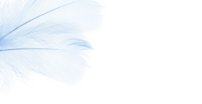 Blue Feathers In A Corner On White Background