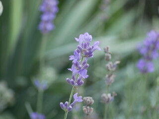 Lavender blooming in a flower bed in the park. The fragrance of perennial flowers on a summer evening. Medicinal plant for essential oil.