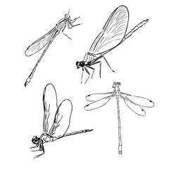 dragonfly black and white sketch with delicate wings vector illustration black and white sketch
