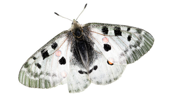 parnassius apollo isolata