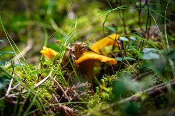 Close up of fresh golden chanterelles in moss wood dirt in forest vegetation. Group of yellow cap edible mushrooms growing among trees in Sweden. Nature scenery of autumn ground, outdoor nature