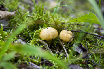 Close up of fresh golden chanterelles in moss wood dirt in forest vegetation. Group of yellow cap edible mushrooms growing among trees in Sweden. Nature scenery of autumn ground, outdoor nature
