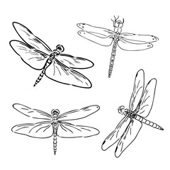 dragonfly black and white sketch with delicate wings vector illustration black and white sketch