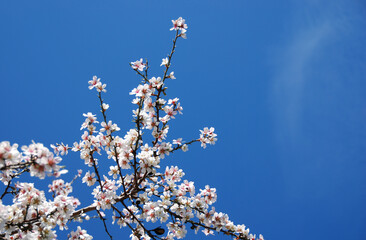 Blooming almond trees bloom in spring against blue sky. Springtime landscape