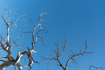 Dead dry tree with leafless branches against blue clear sky.