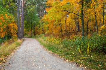 Fototapeta na wymiar Autumn season forest landscape maple yellow leaves on the ground. Footpath in the park