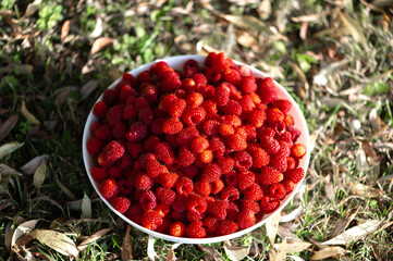 Fresh raspberries in a white bowl on the background of a green grass and autumn leaves