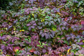 Obraz premium flowers in the garden