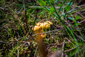 Close up of fresh golden chanterelles in moss wood dirt in forest vegetation. Group of yellow cap edible mushrooms growing among trees in Sweden. Nature scenery of autumn ground, outdoor nature