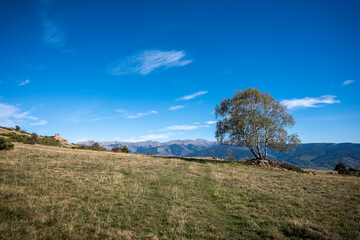 tree on the hill