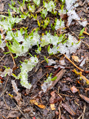 green moss on the ground