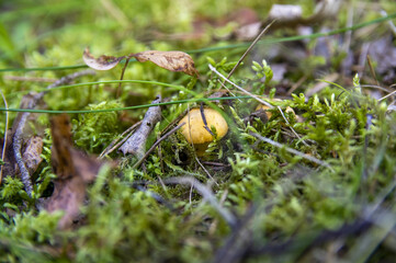 Close up of fresh golden chanterelles in moss wood dirt in forest vegetation. Group of yellow cap edible mushrooms growing among trees in Sweden. Nature scenery of autumn ground, outdoor nature