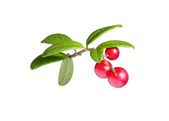 Branches forest cowberries on white.