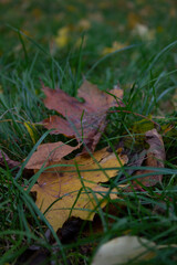 maple leaves. leaves in the grass. autumn atmosphere
