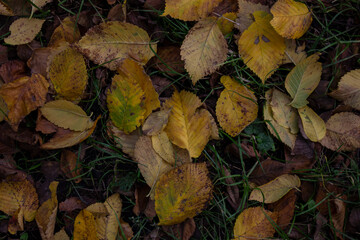 small beautiful autumn leaves. yellow leaves