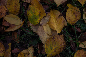 small beautiful autumn leaves. yellow leaves