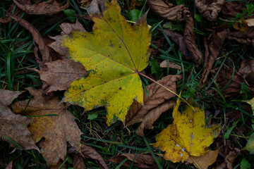 yellow maple leaves. dry leaves