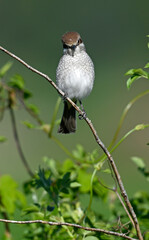 Red-backed Shrike - female // Neuntöter - Weibchen (Lanius collurio)