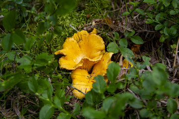 Close up of fresh golden chanterelles in moss wood dirt in forest vegetation. Group of yellow cap edible mushrooms growing among trees in Sweden. Nature scenery of autumn ground, outdoor nature